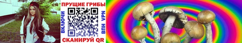 сайты даркнета официальный сайт  Лакинск  Псилоцибиновые грибы Cubensis 